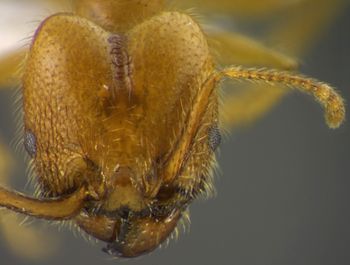 Media type: image;   Entomology 34369 Aspect: head frontal view